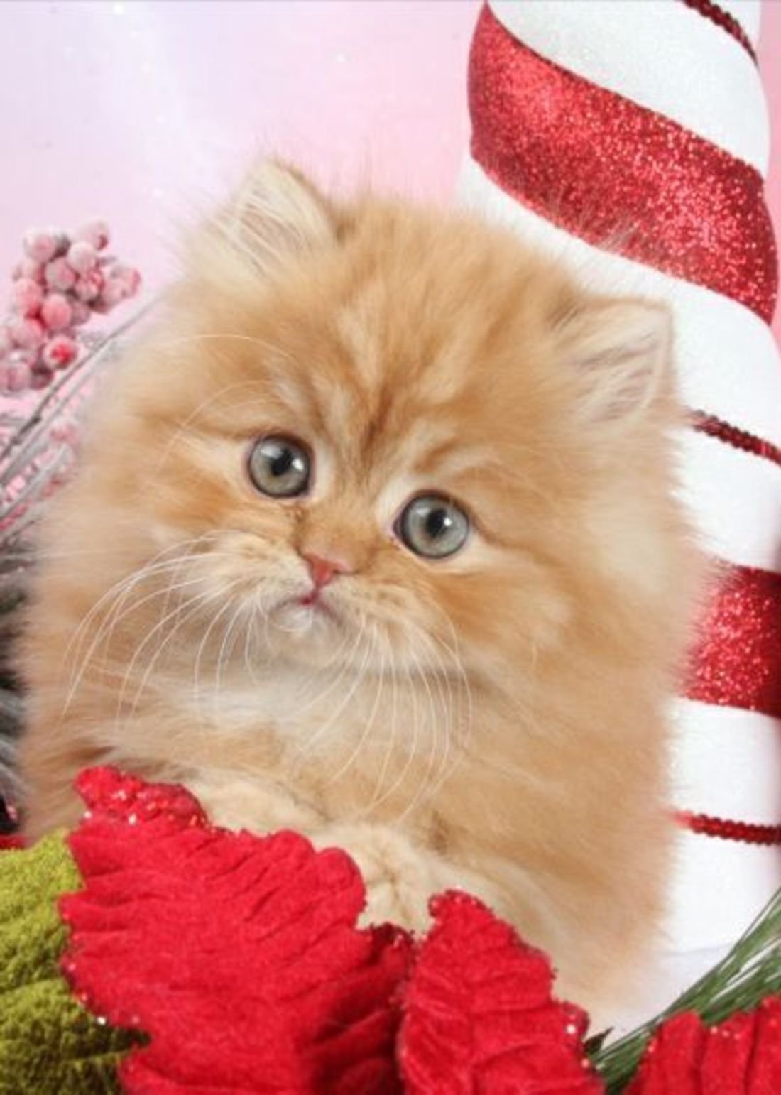 Маленький котенок