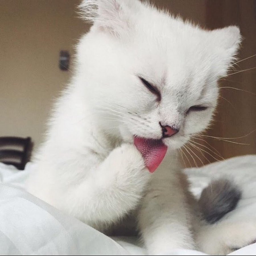 Белый котенок с сердечком