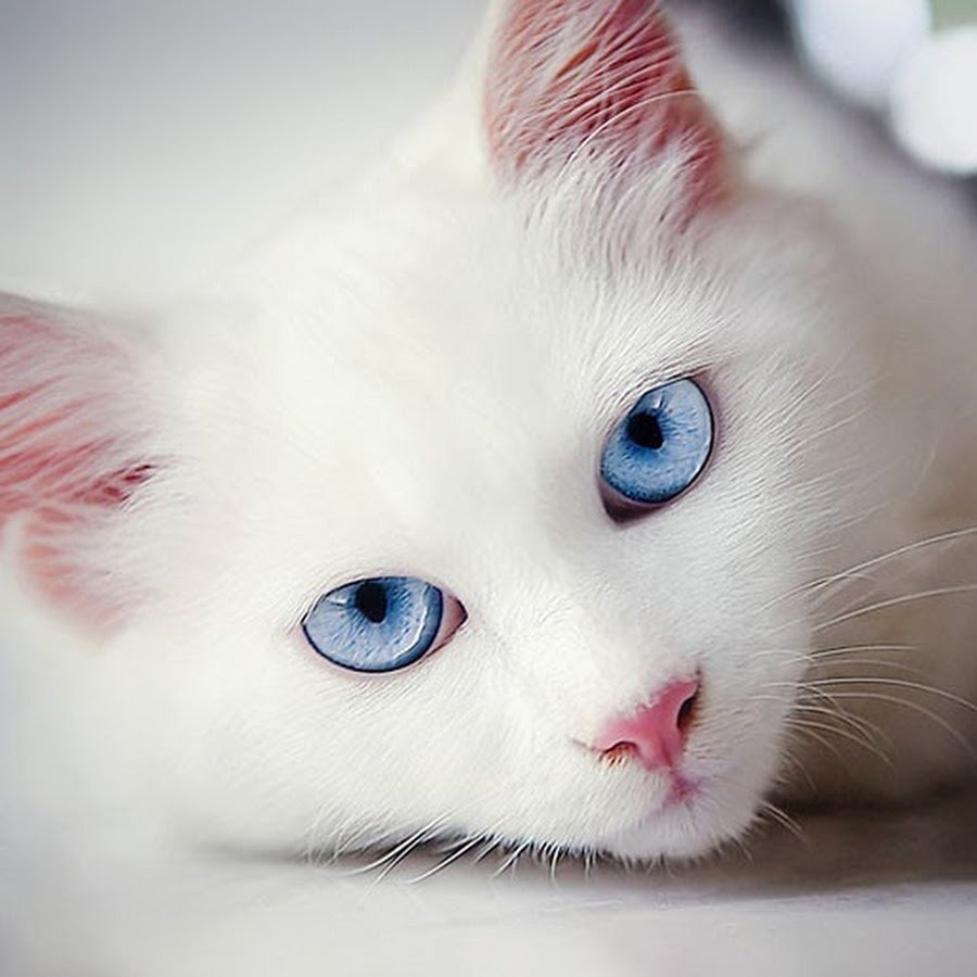 Котик с голубыми глазками