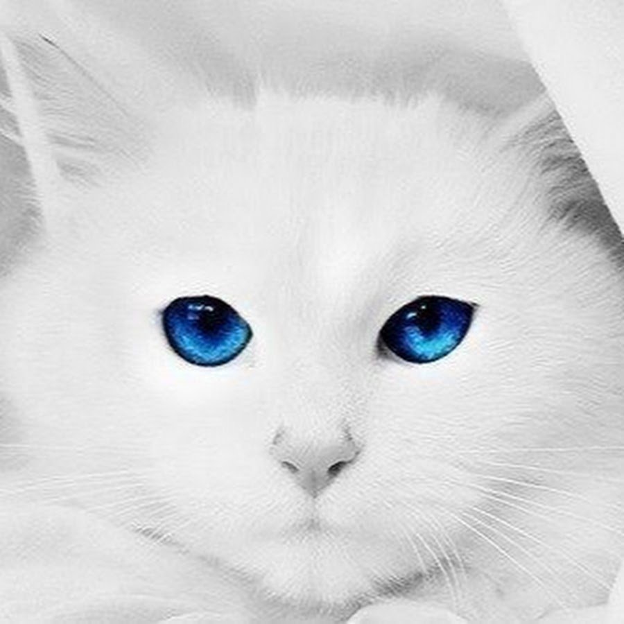 Белая кошка с голубыми глазами