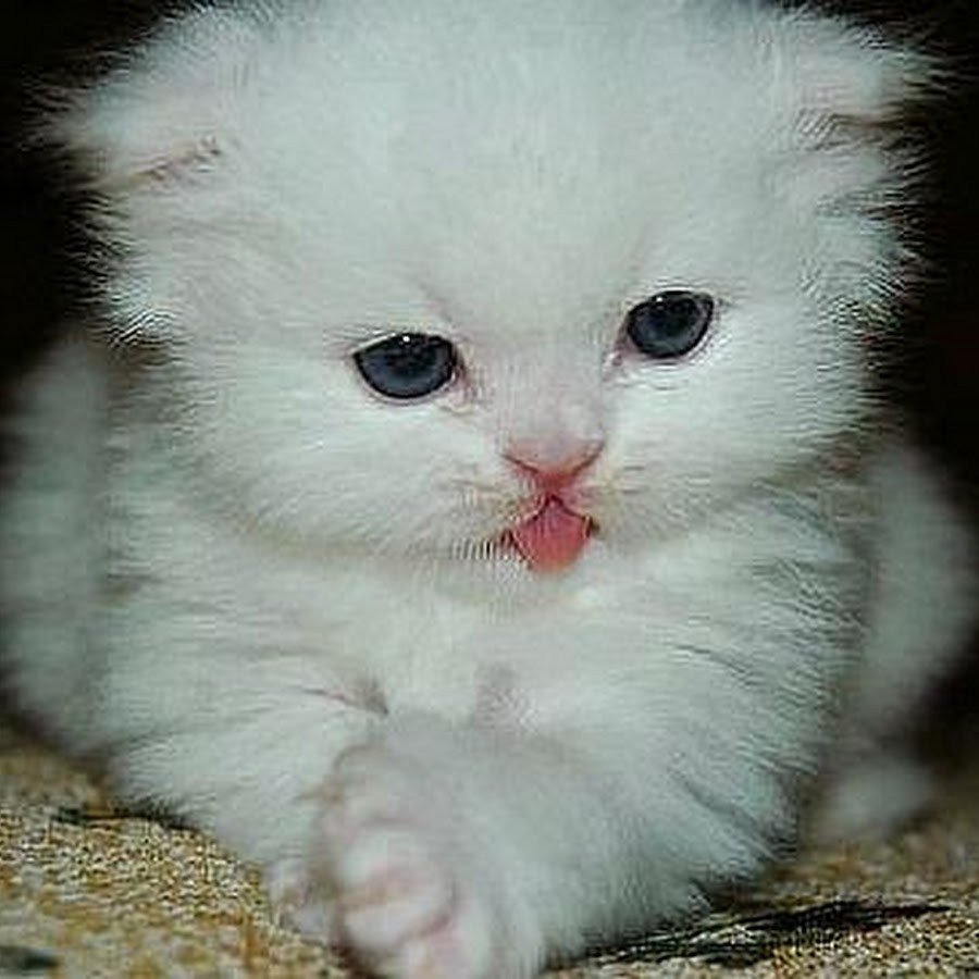 Милые белые котята