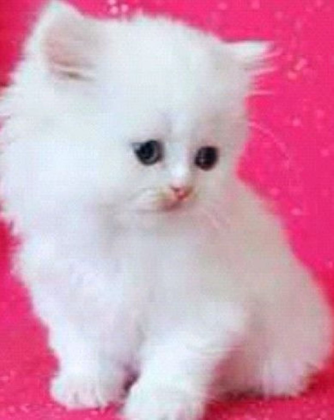 Котята маленькие белые девочки