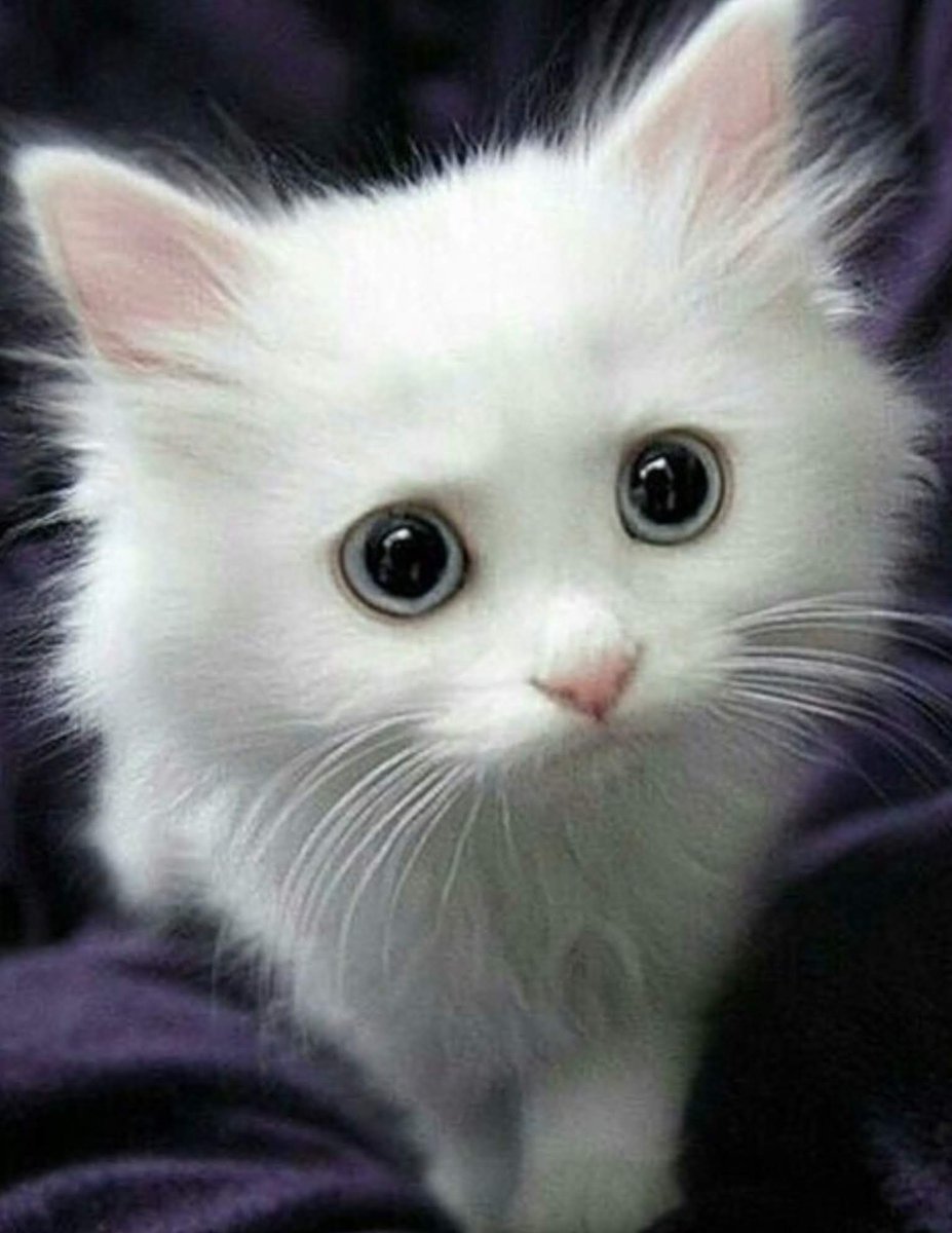 Белый пушистый котенок