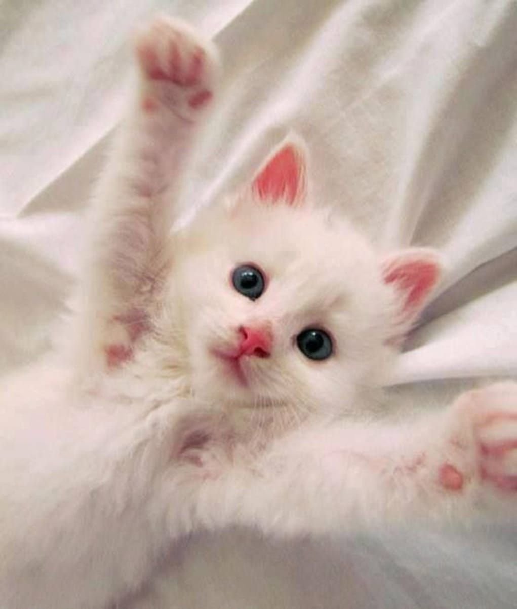 Милый белый котик