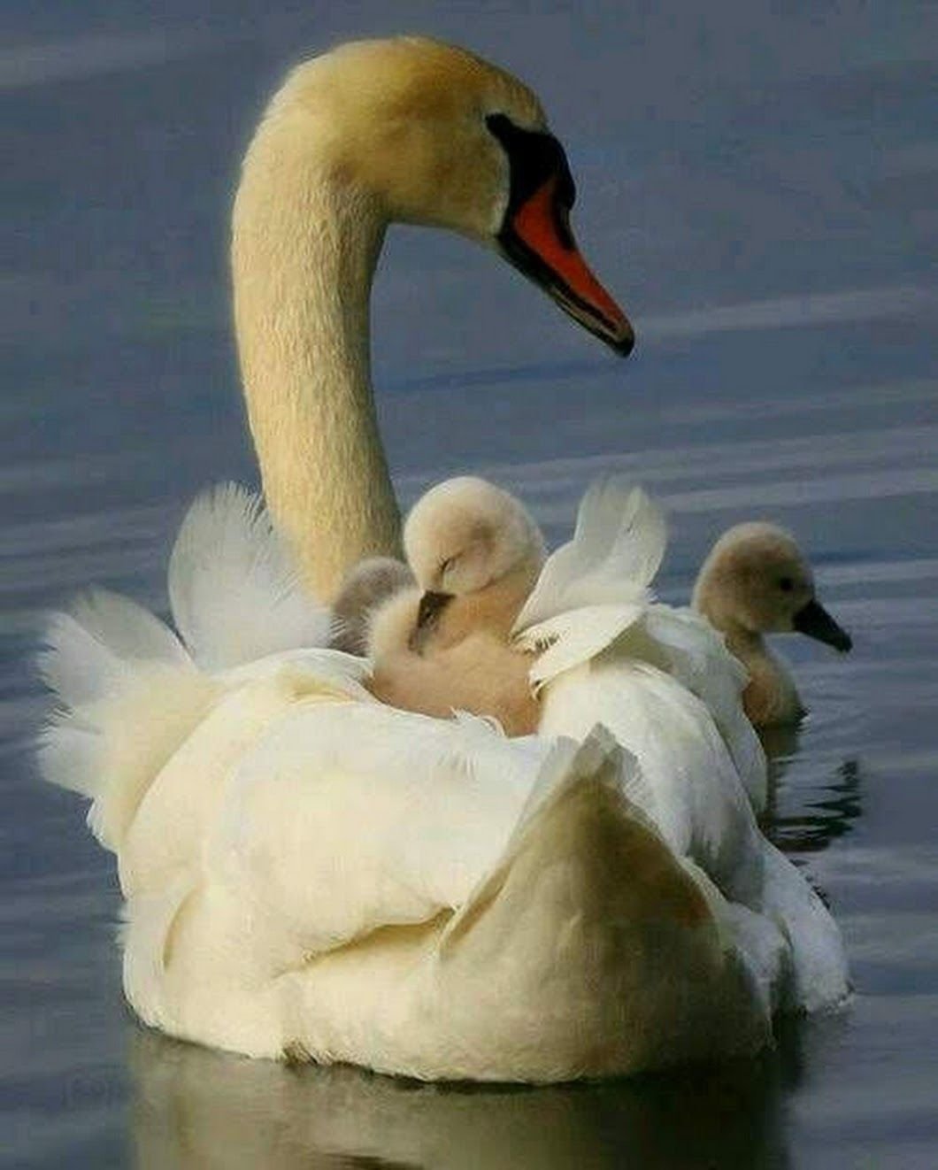 Лебедь с лебедятами