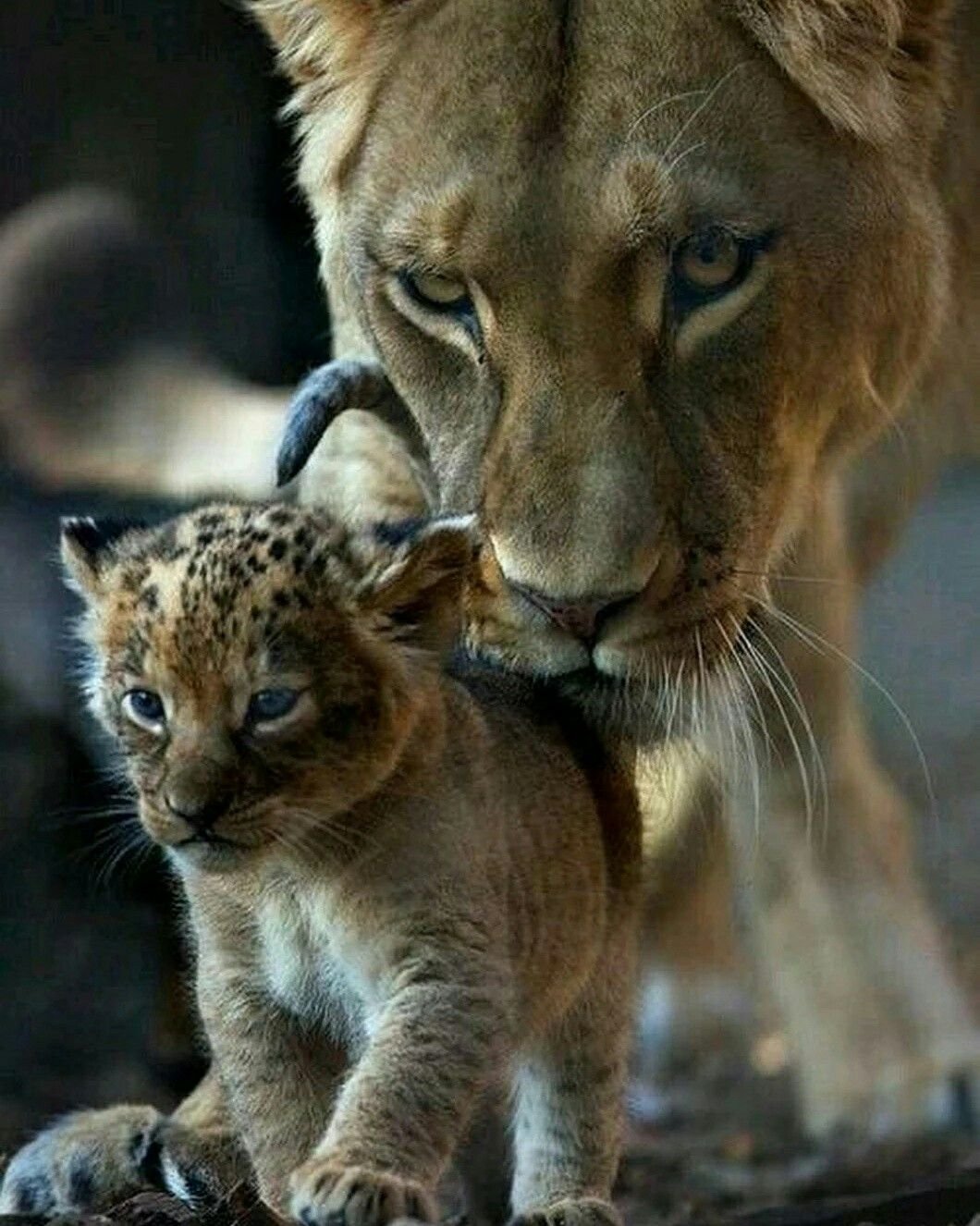 Лев и кошка