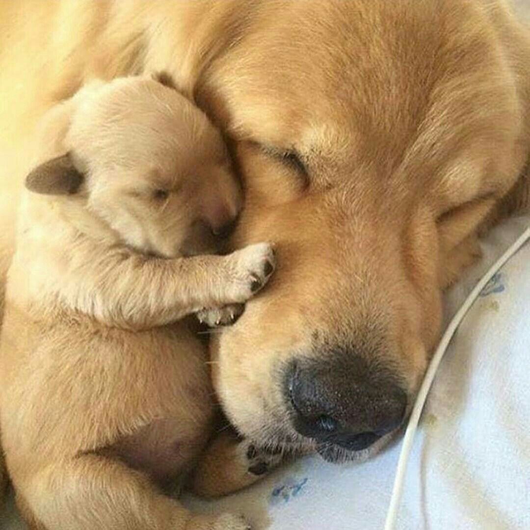 Щеночки с мамой