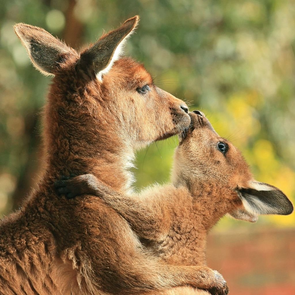 Кенгуру любовь