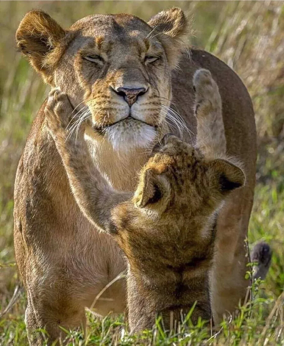 Животные и Детёныши