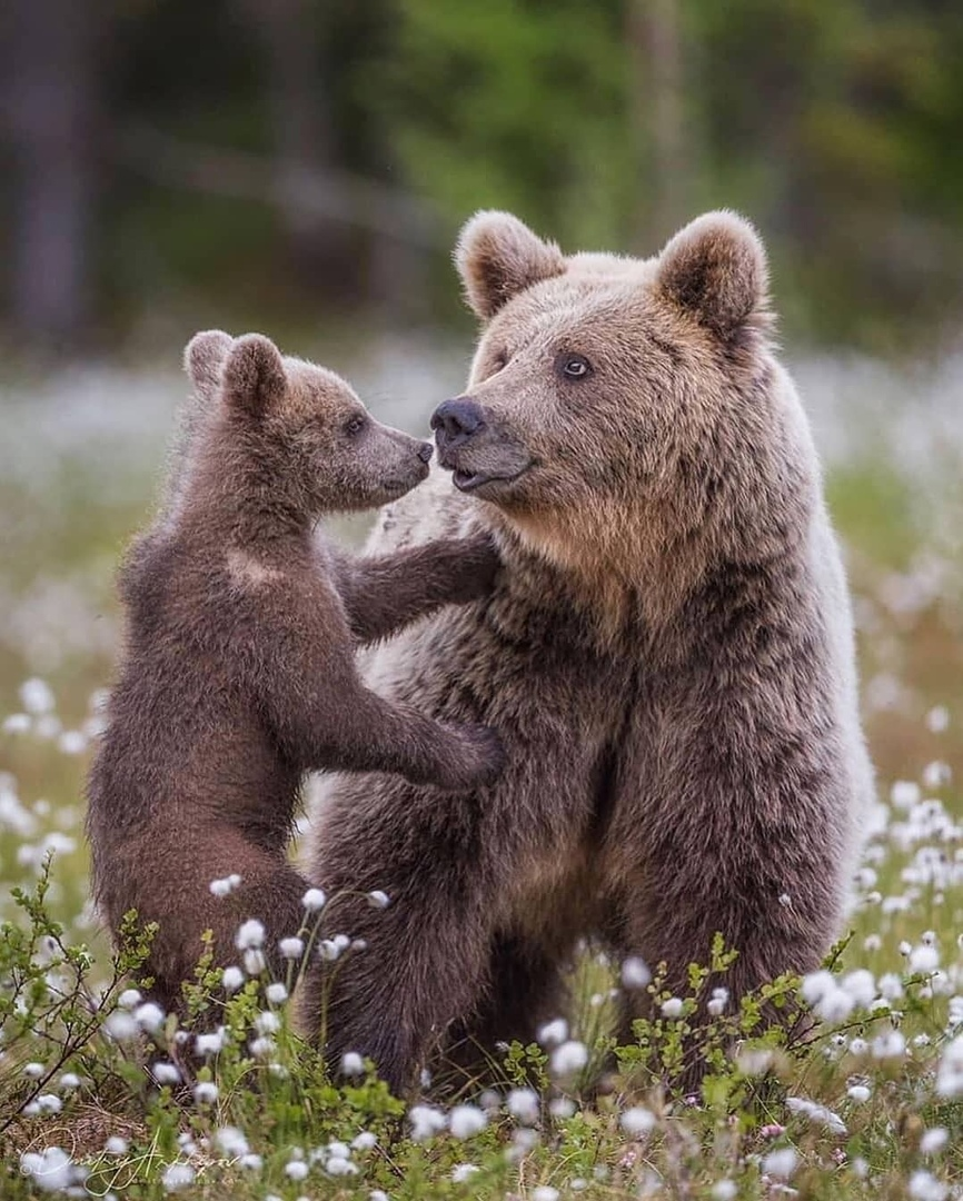 Бурый медведь Детеныши