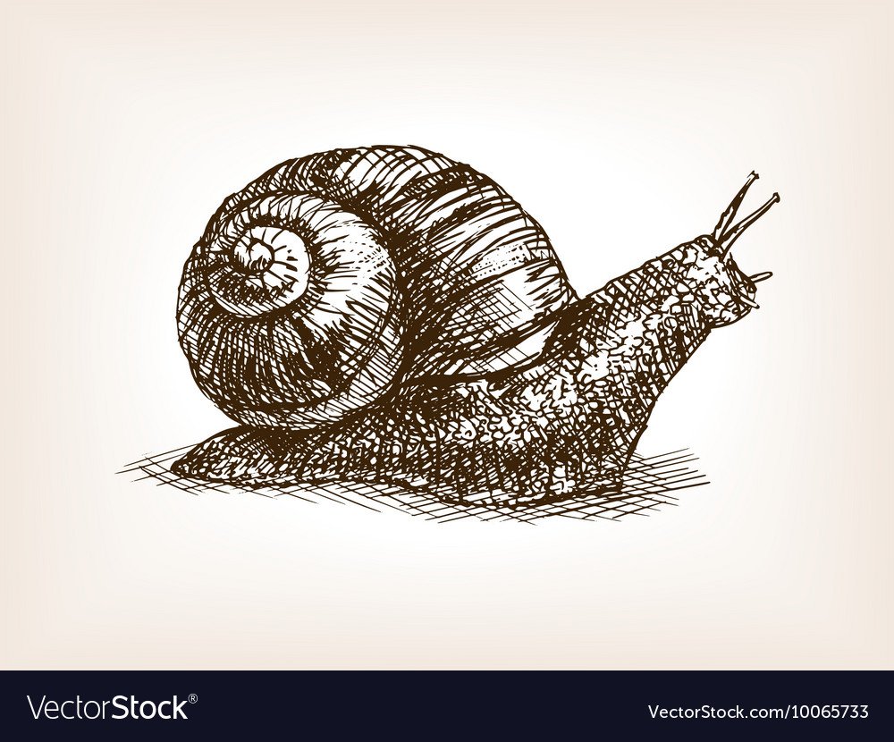 Быстрая улитка вектор