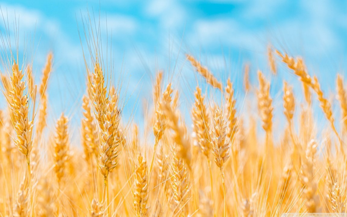 Хлебное поле