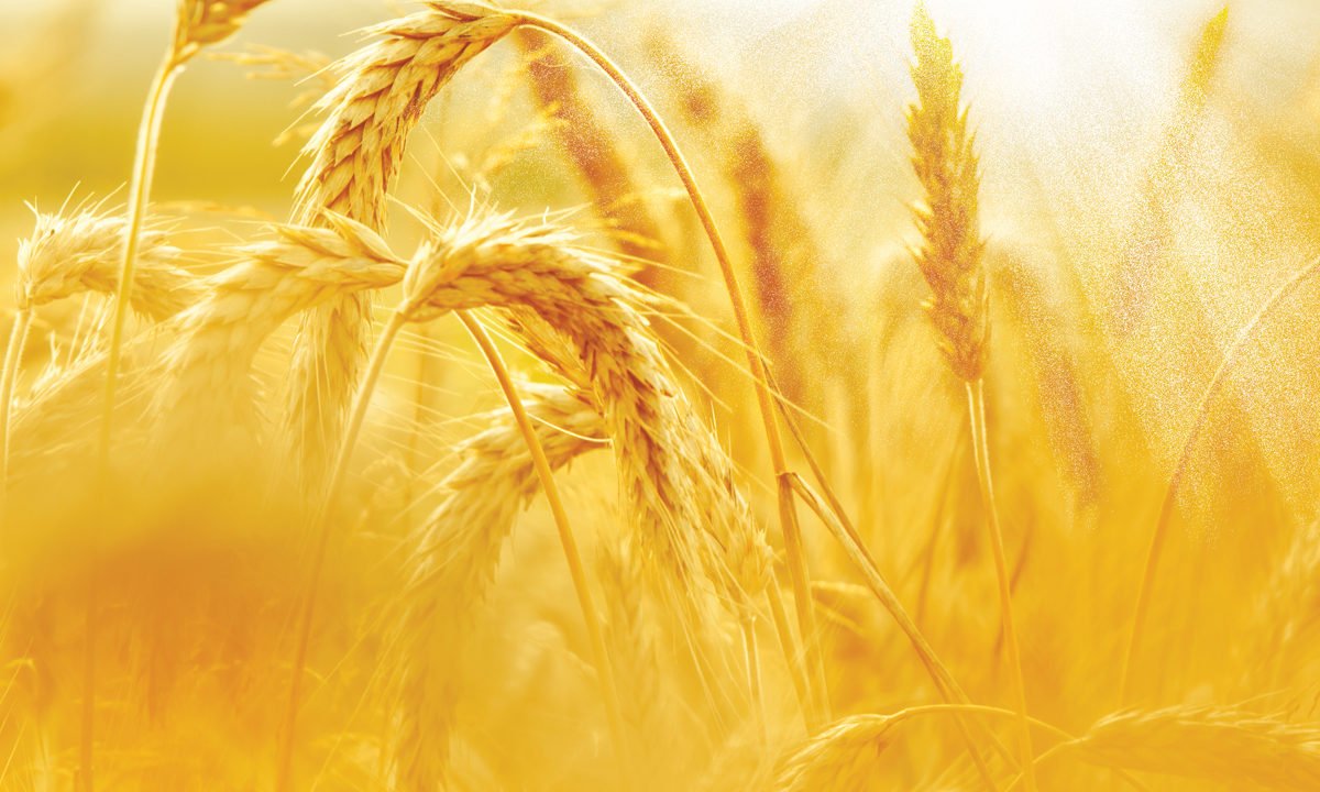 Желтые колосья