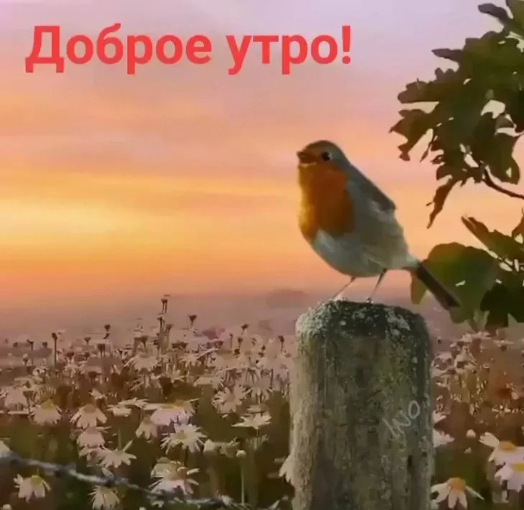Пожелания доброго утра с ромашками
