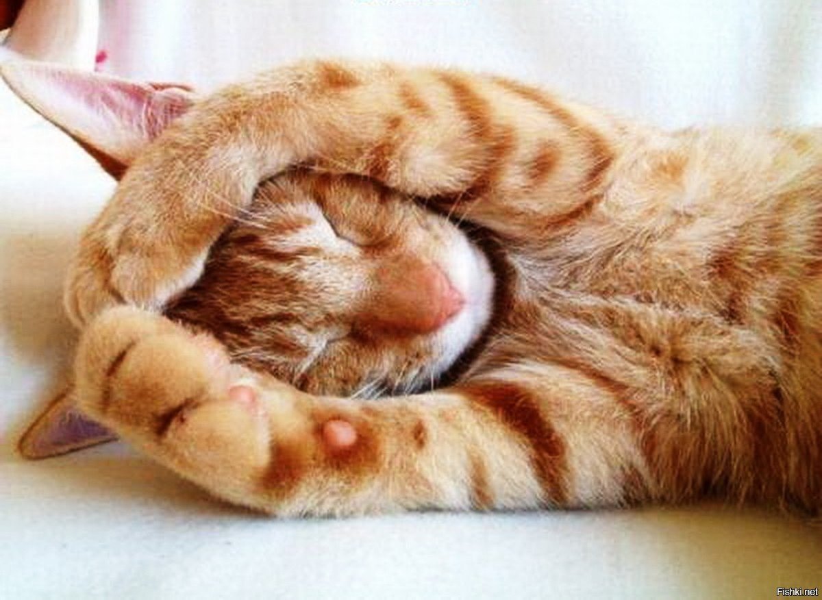 44 ФЗ приколы