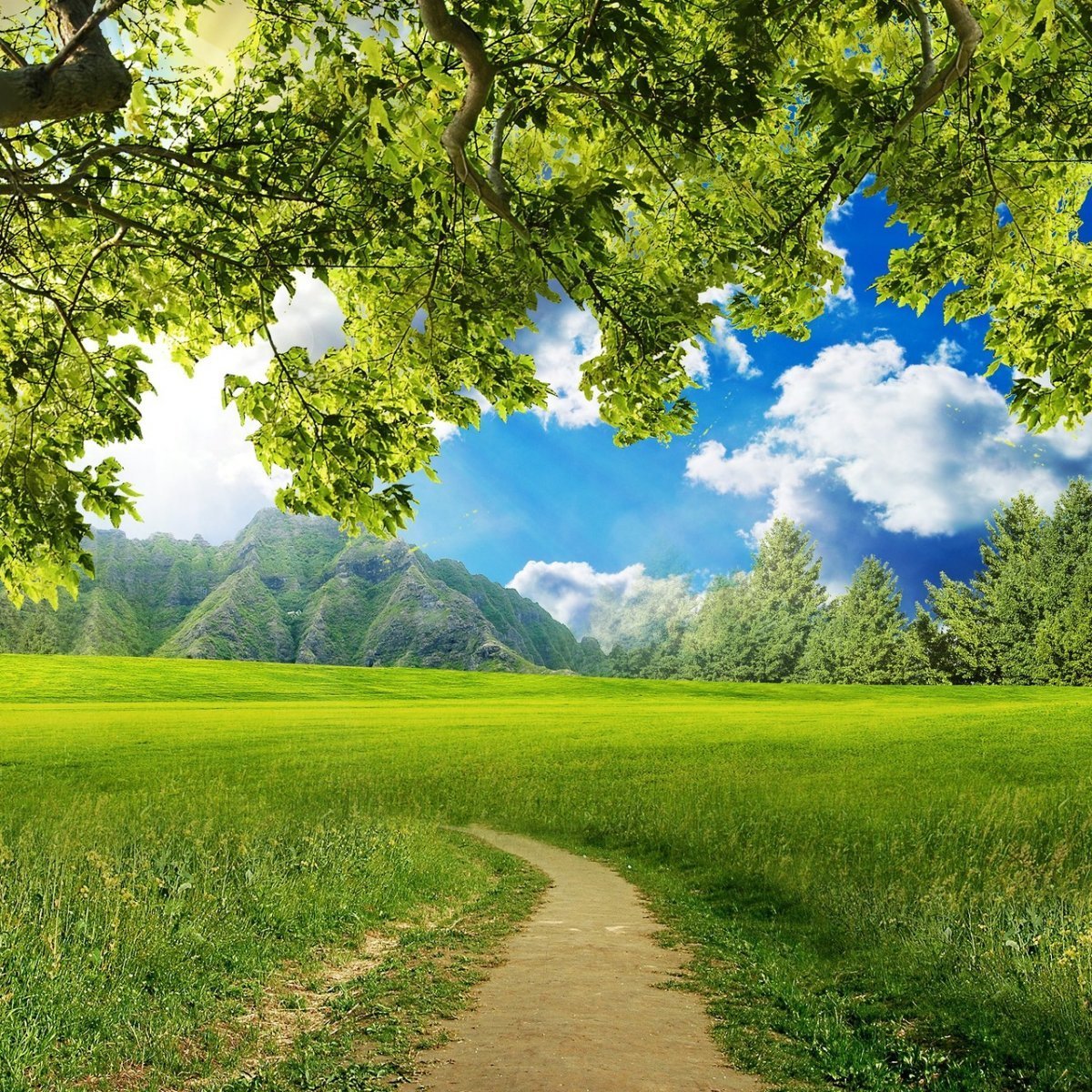 Лето природа