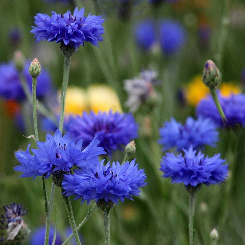 Васильки цветы