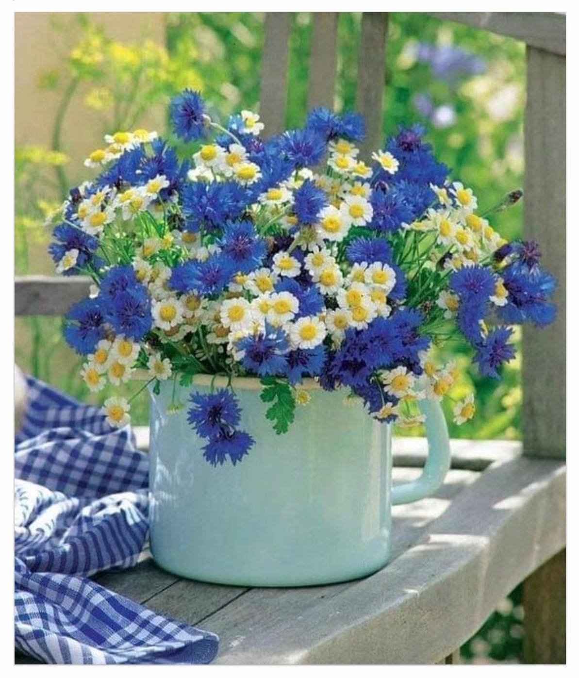 Полевые цветы в горшке