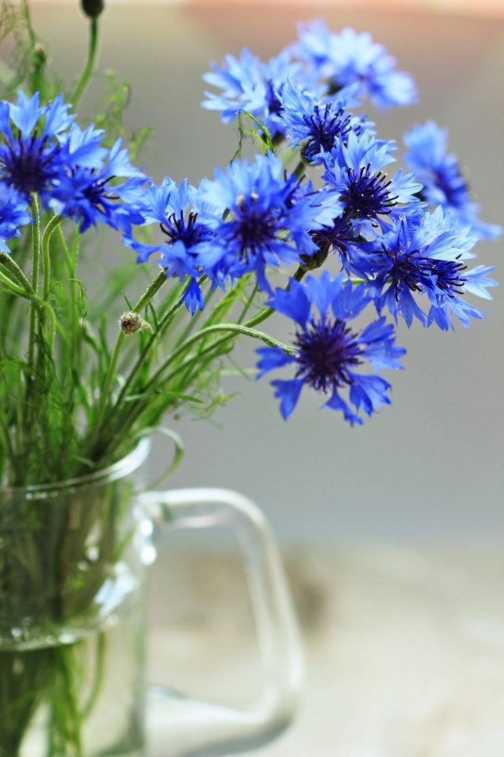 Синие полевые цветы