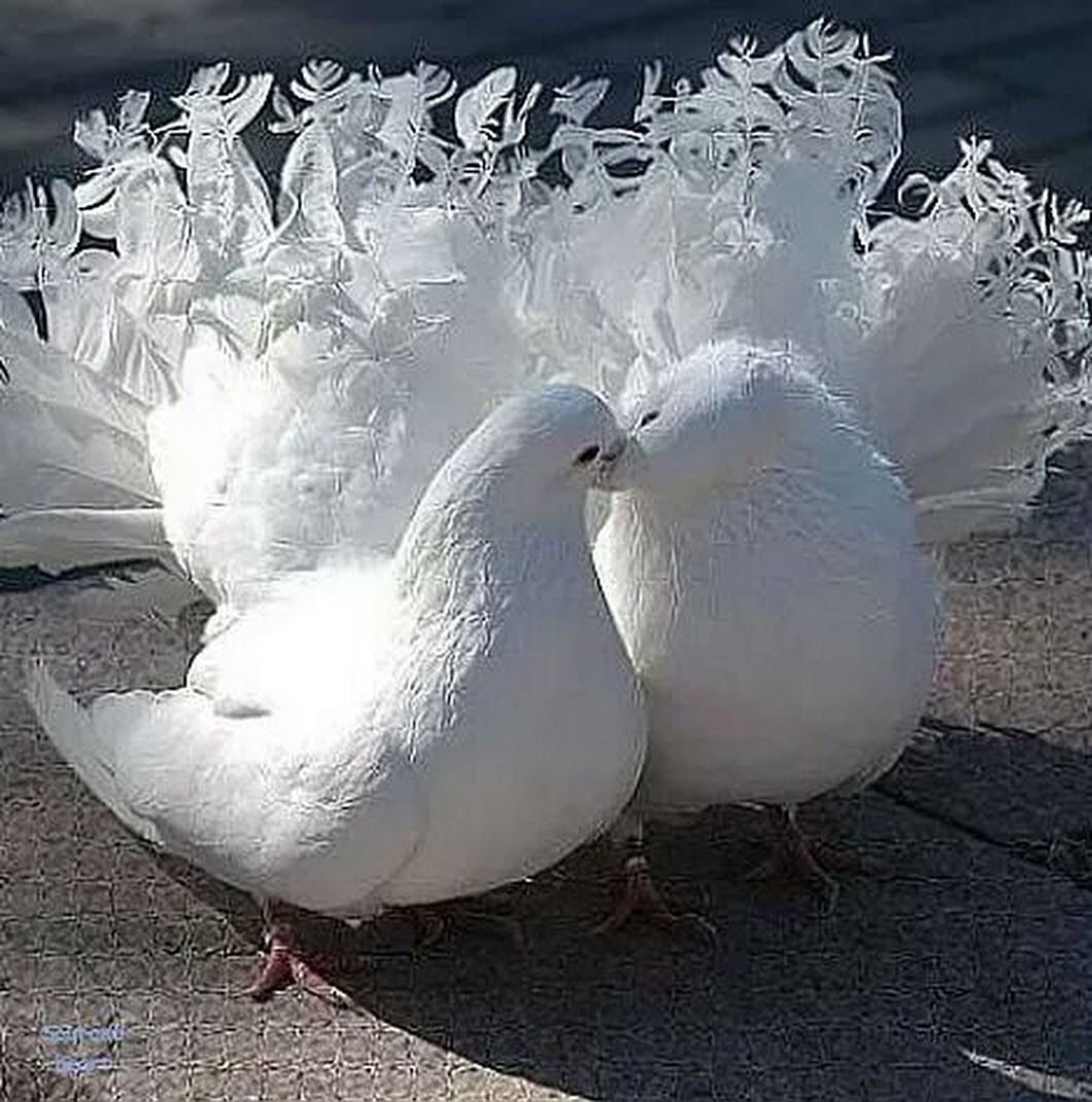 Голубь с лентой