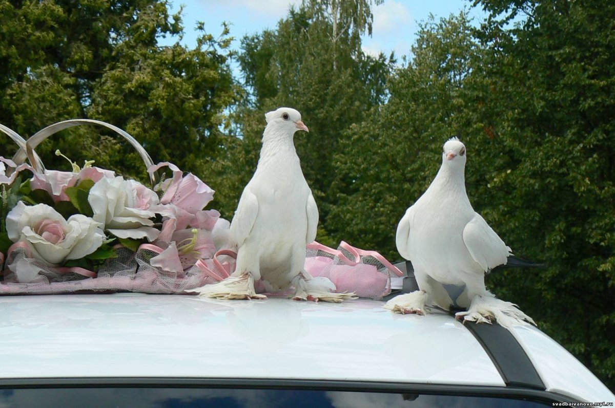 Сердце голубя