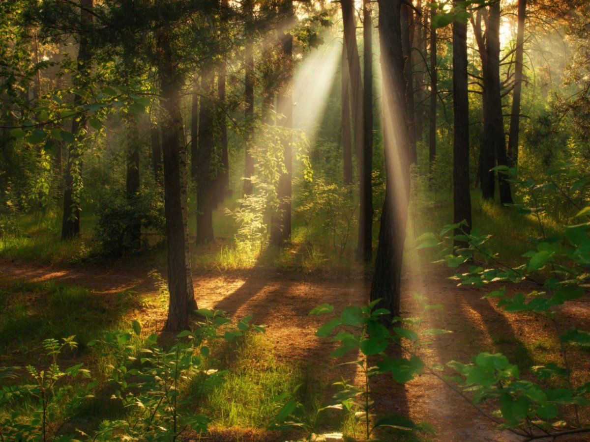 Утренний лес