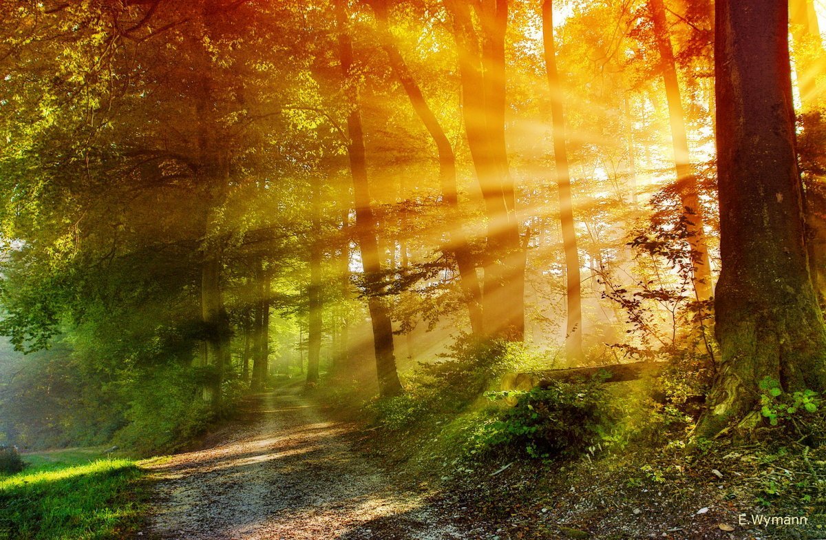 "Солнце в лесу"