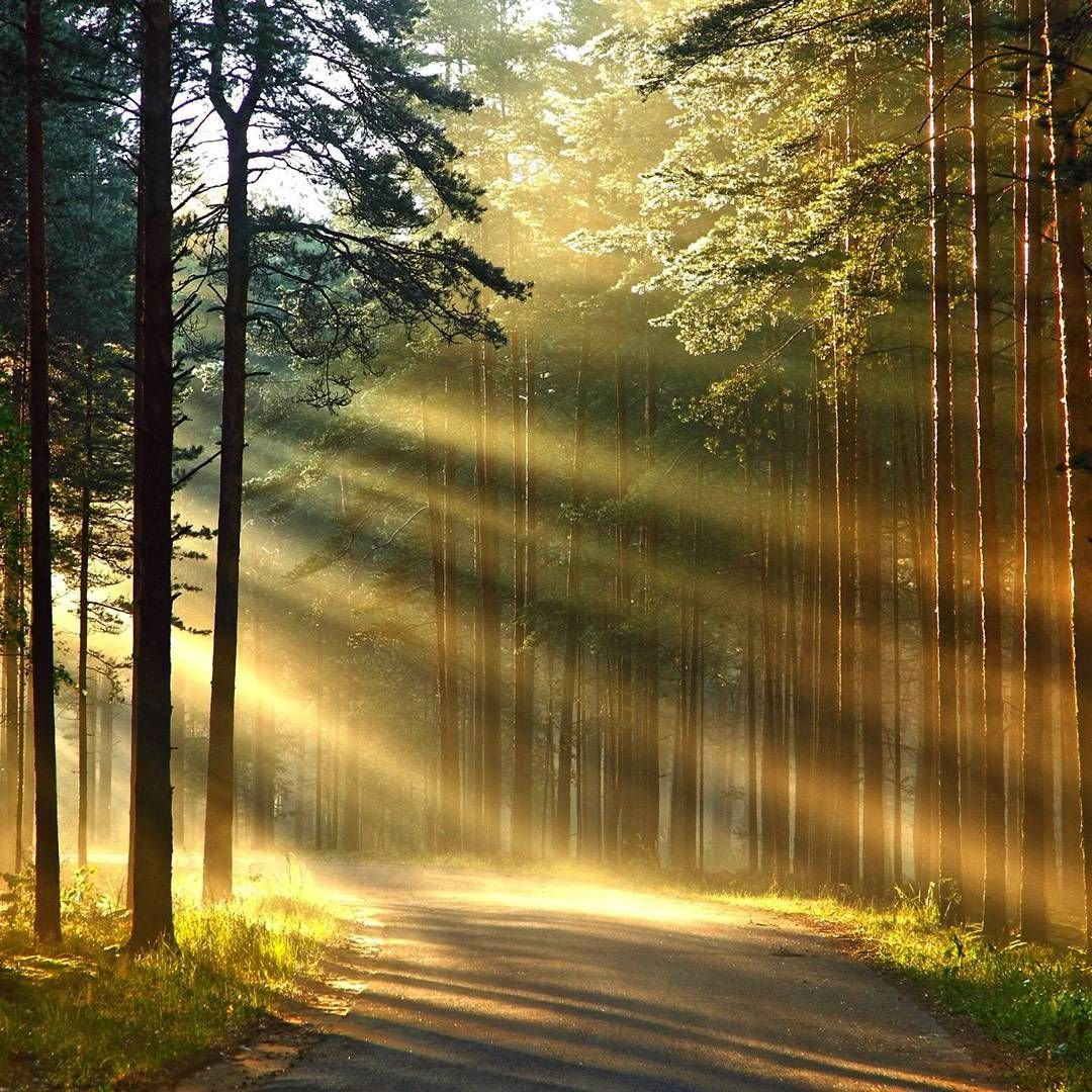 Солнечный лес