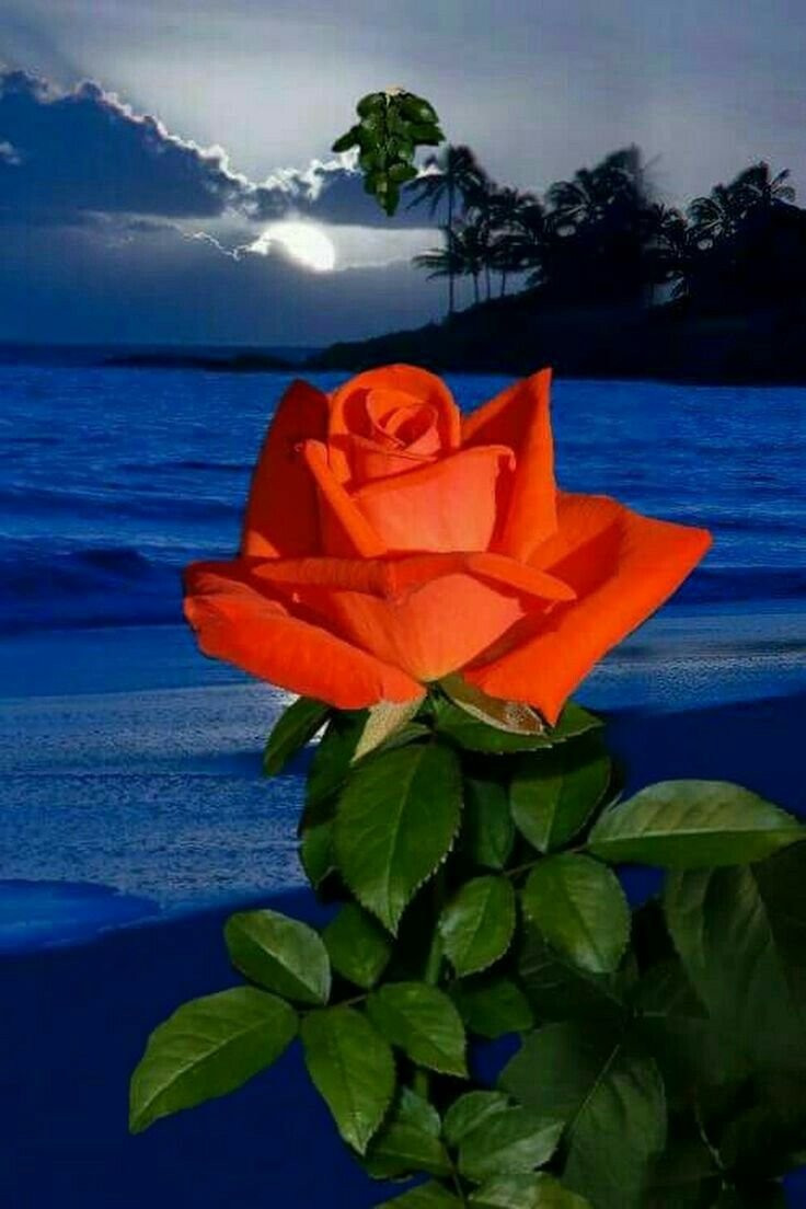 Красивые розы и море