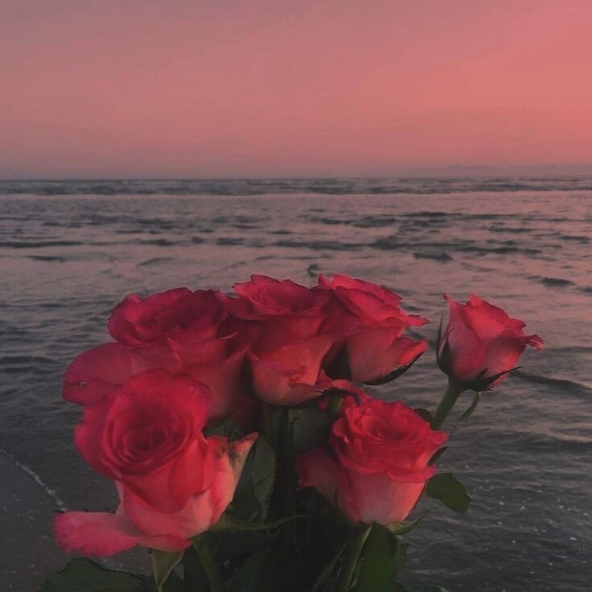 Море роз