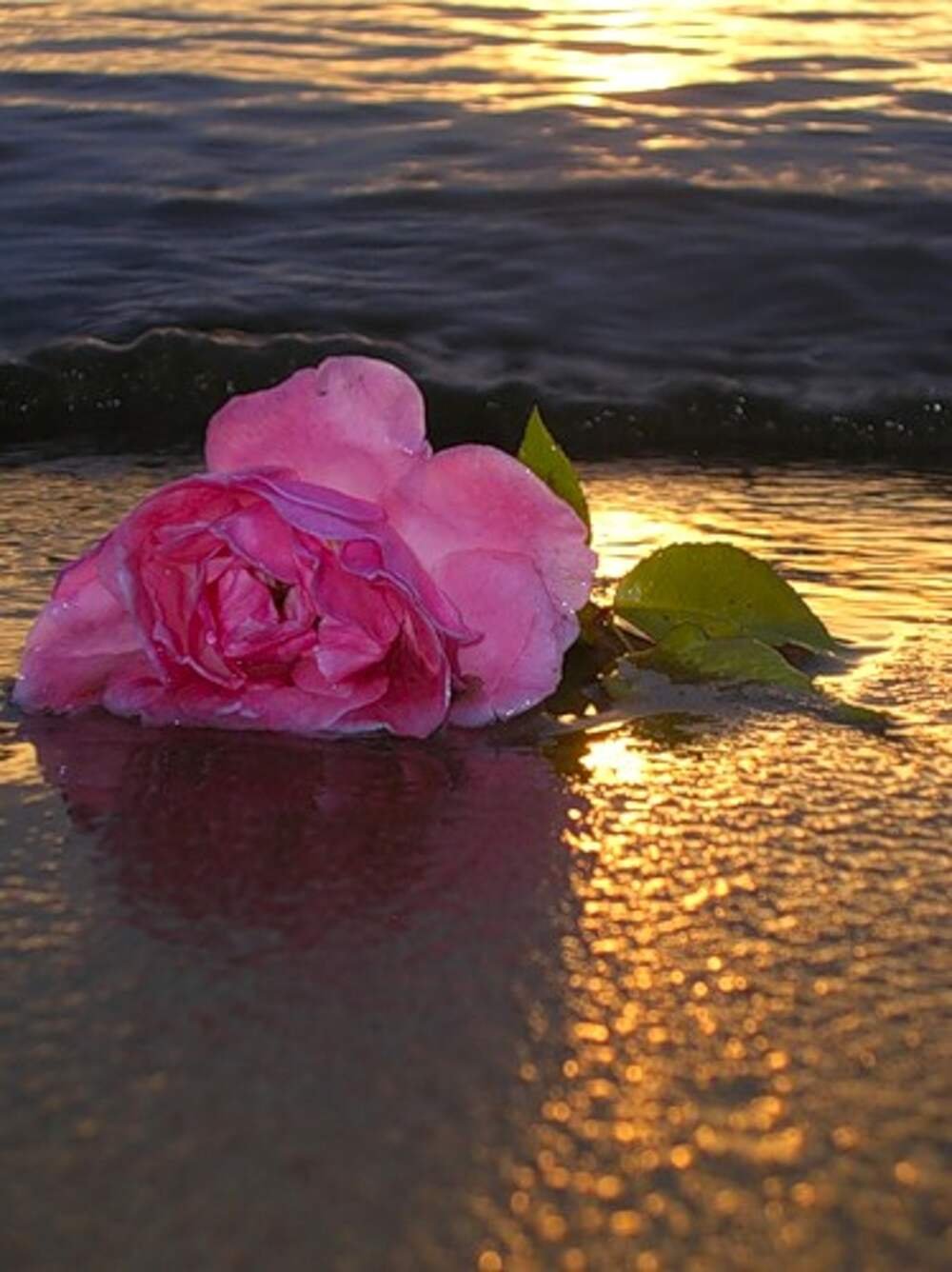 Красивые цветы на воде