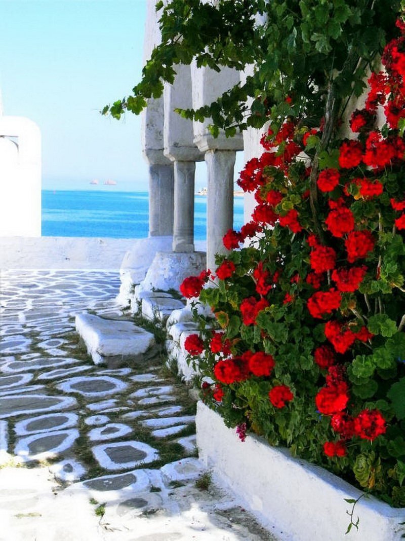 Цветы и море