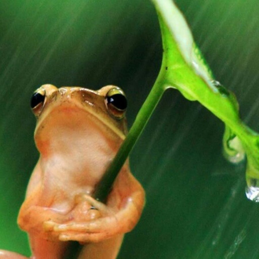 Жаба под листиком