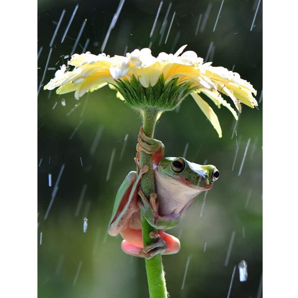 Лягушка на цветке