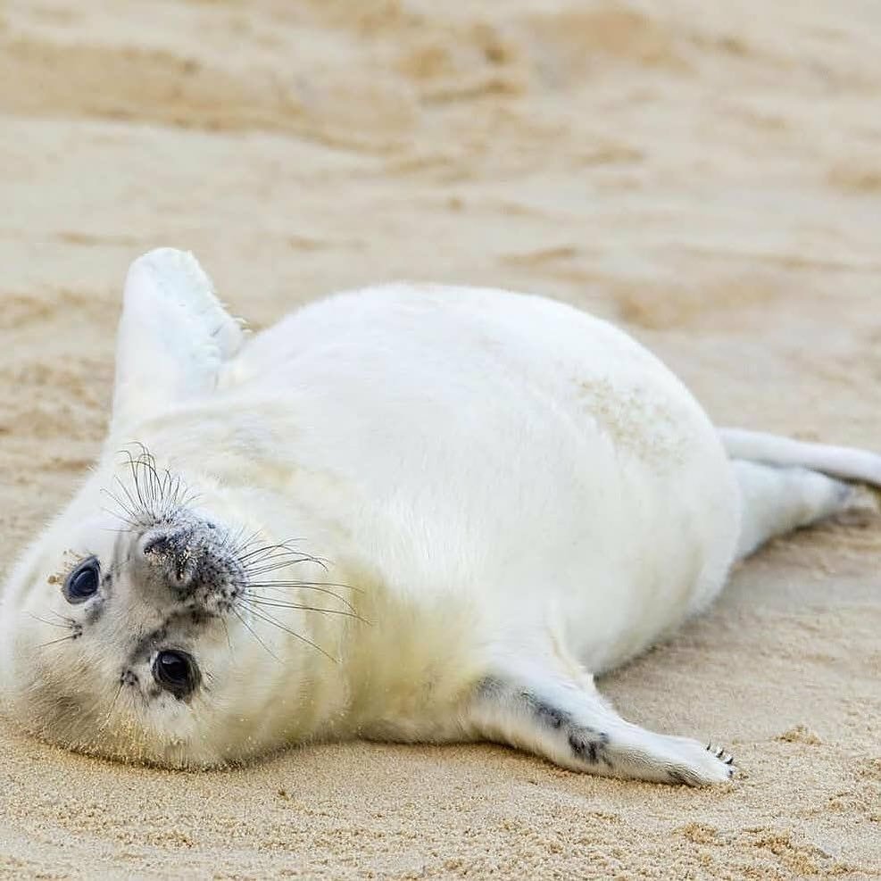 Морской котик смешной