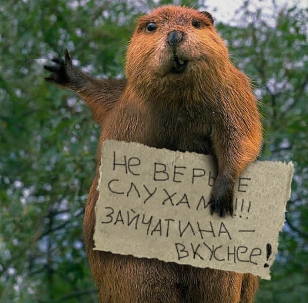 Бобр на доске