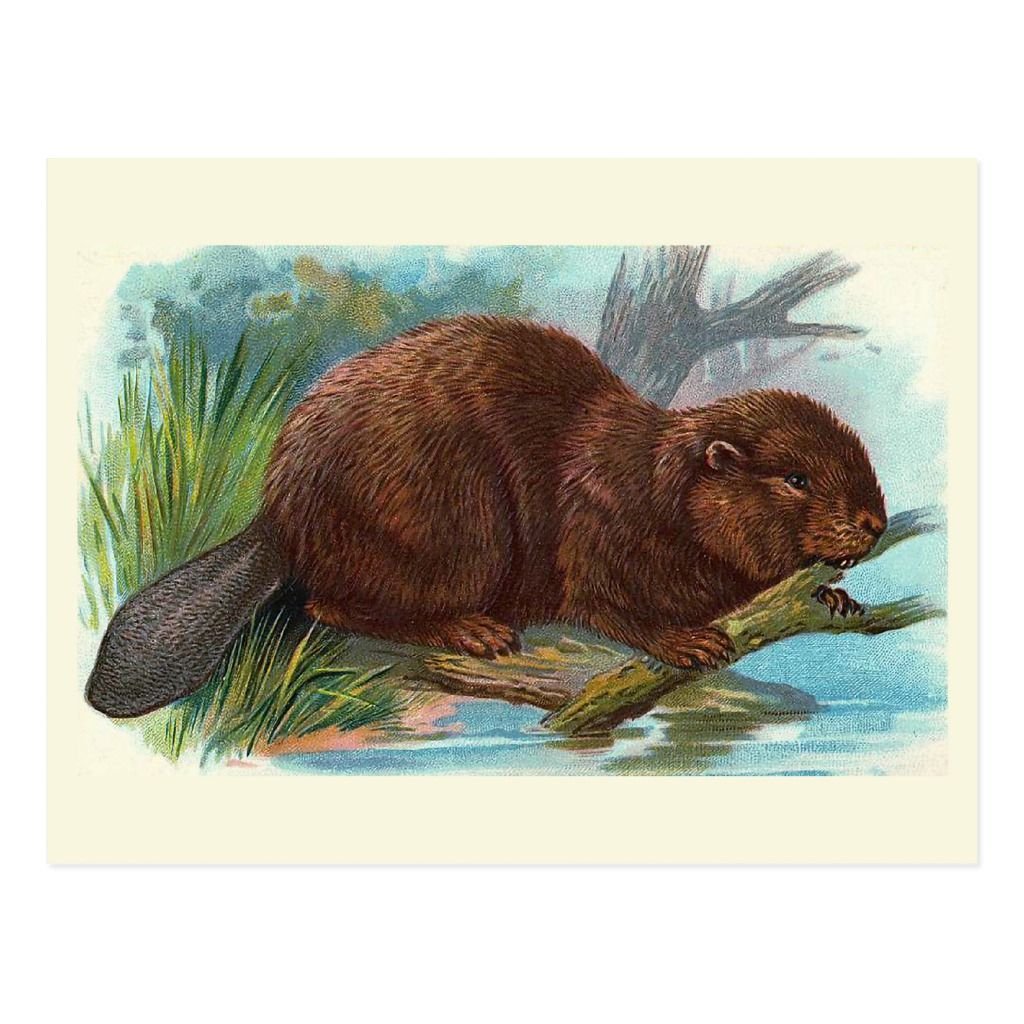 Бобер с цветами