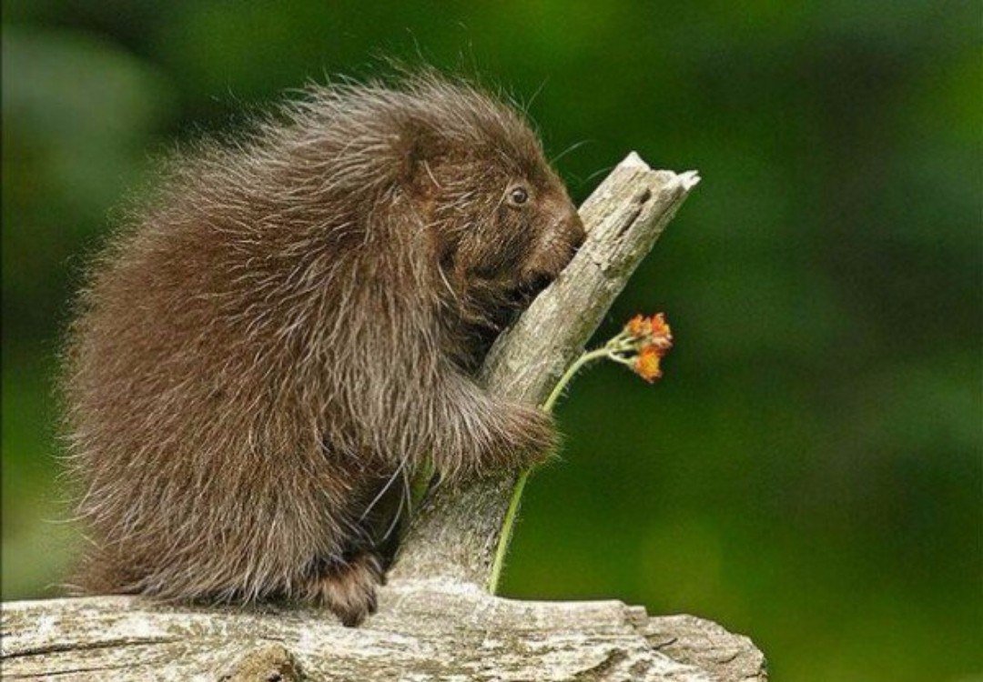 Два мультяшных бобра