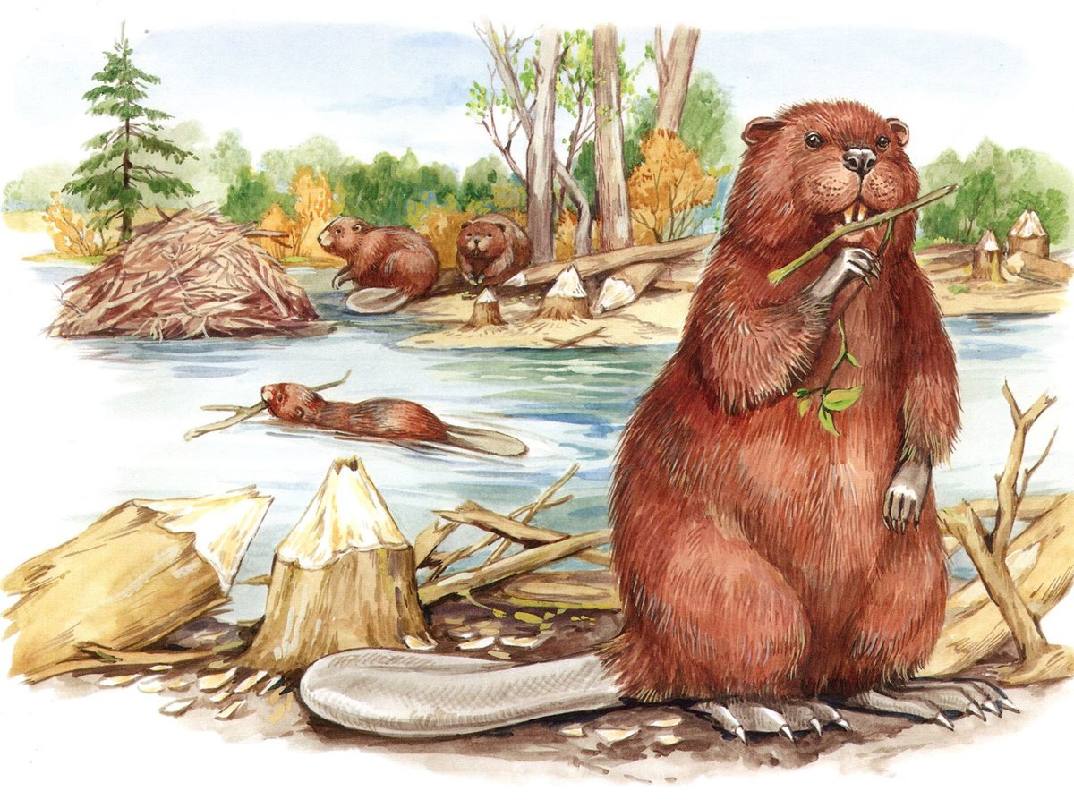 Выдры обнимаются