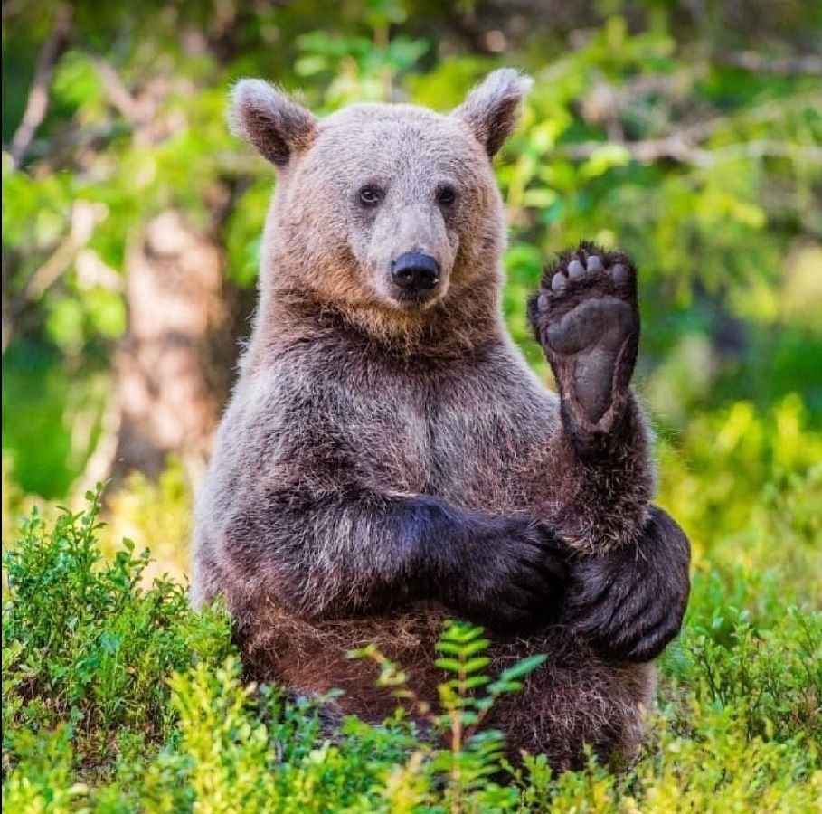Тибетский бурый медведь