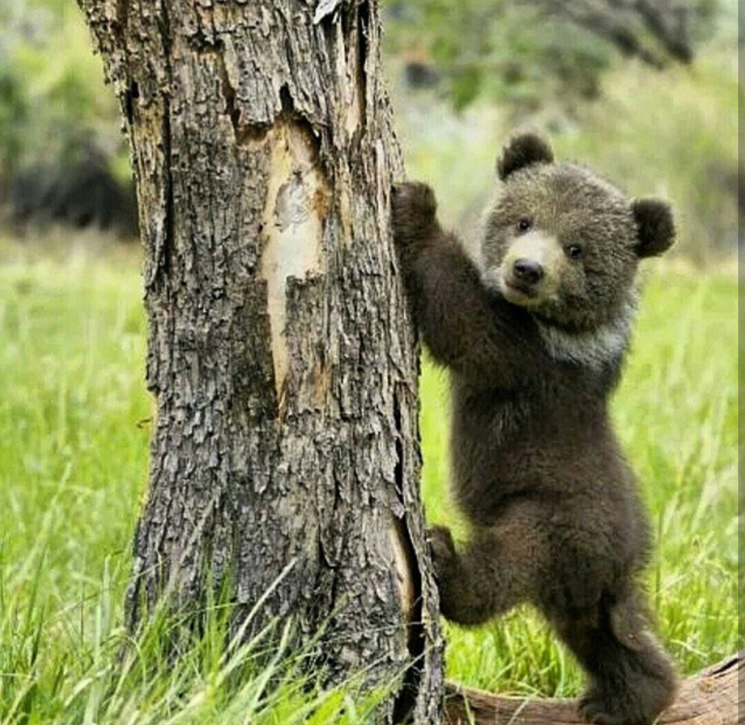 Мишка малый