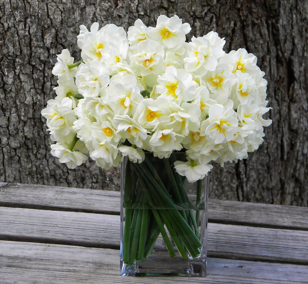 Нарцисс многоцветковый (Танацета) Erlicheer,