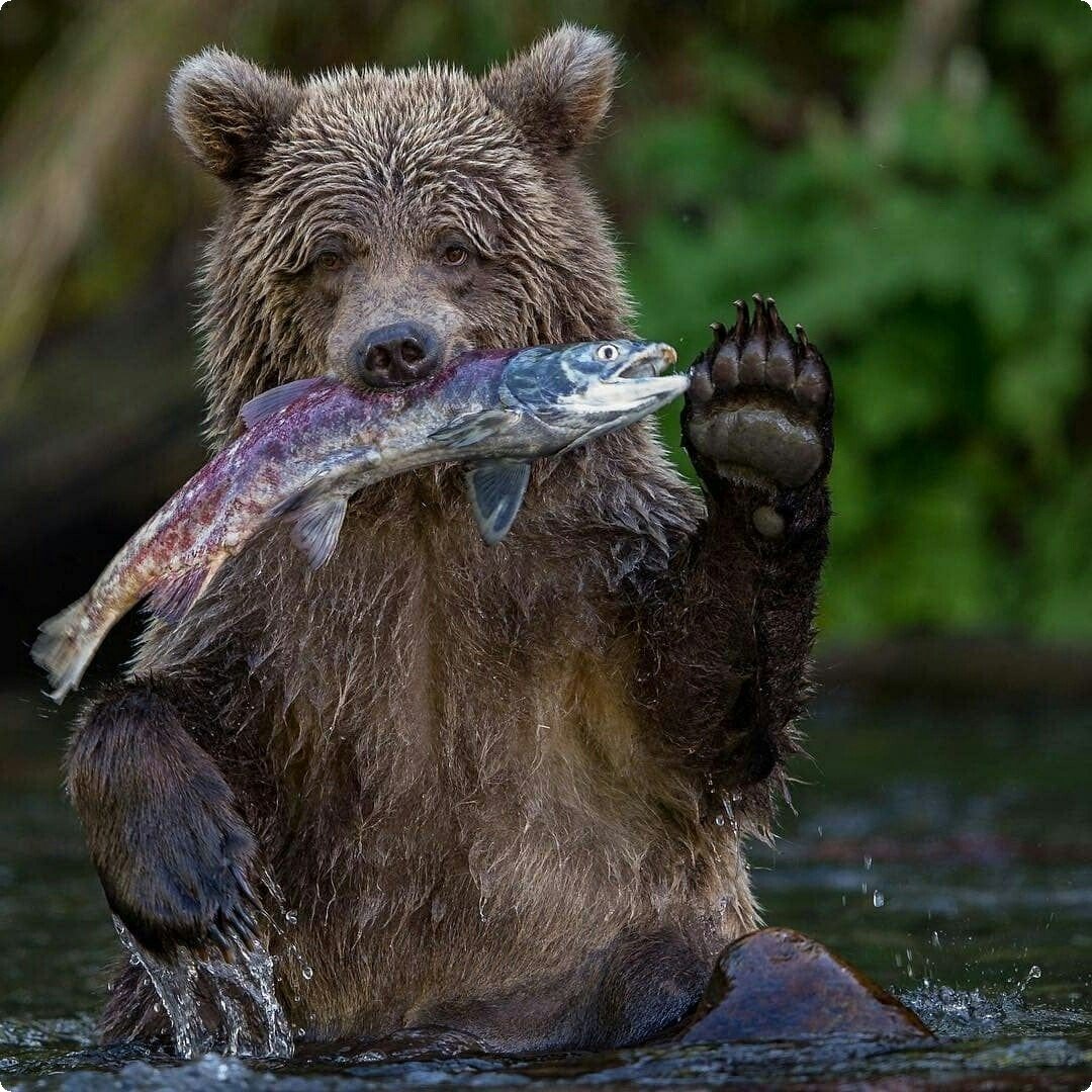 Прикольный медведь