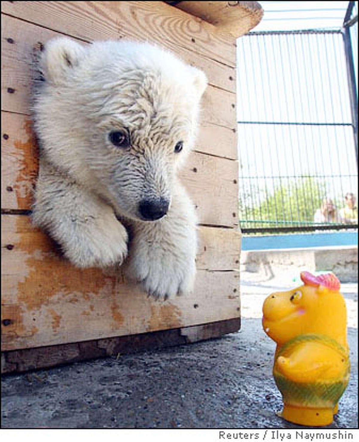 Медвежата обнимаются