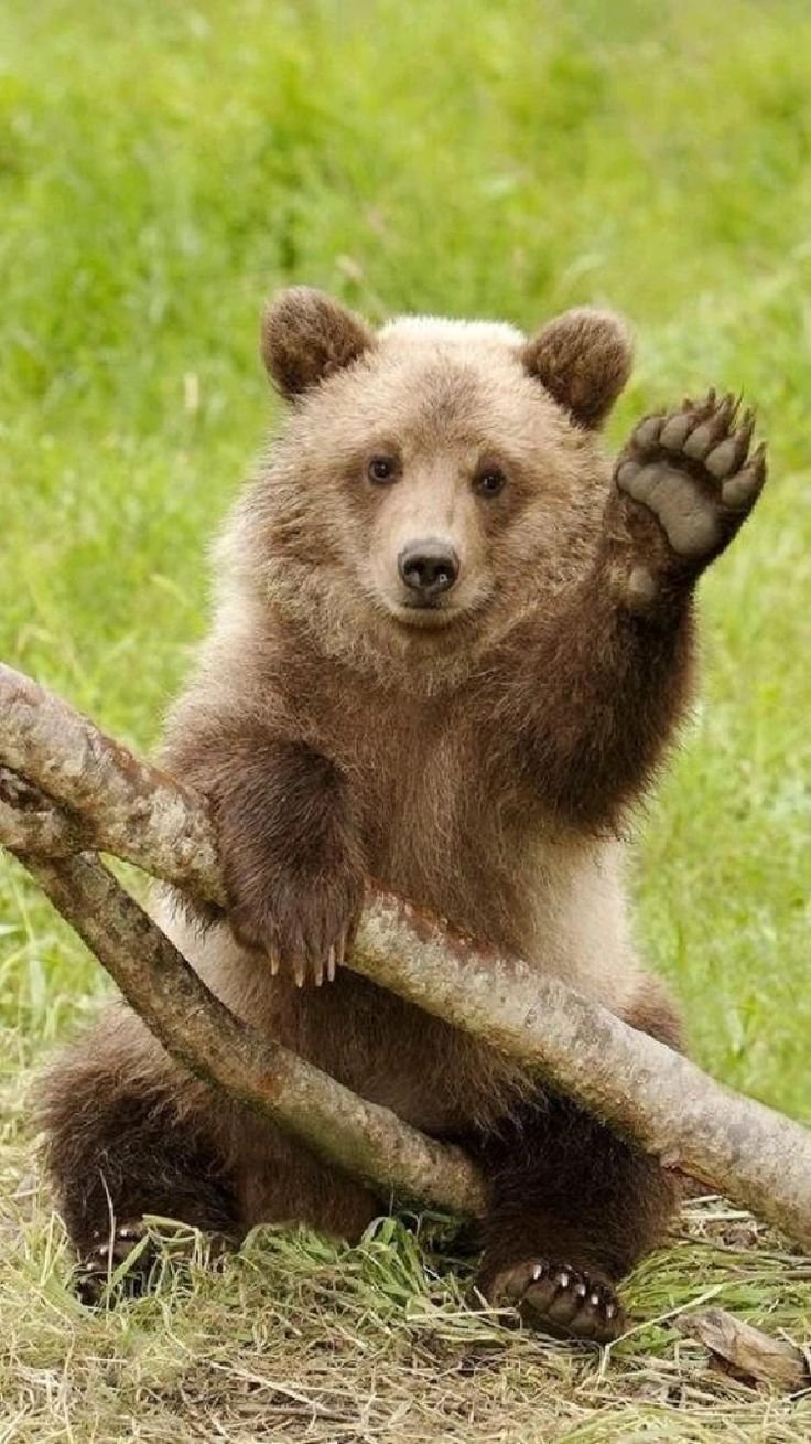 Медвежонок на пляже