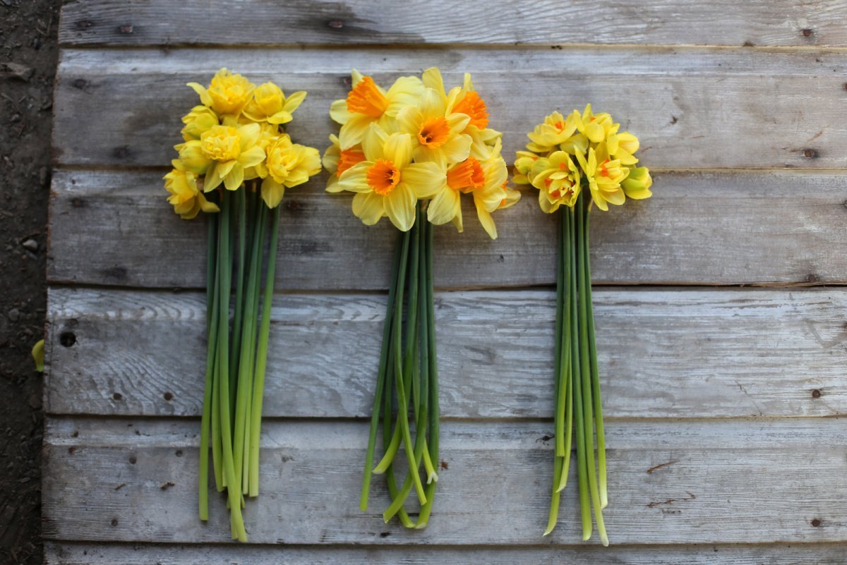 Тюльпаны и нарциссы букет