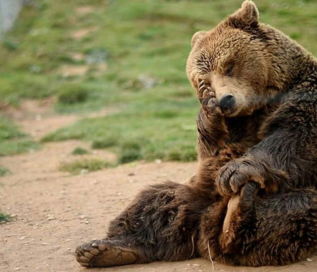 Смешной мишка