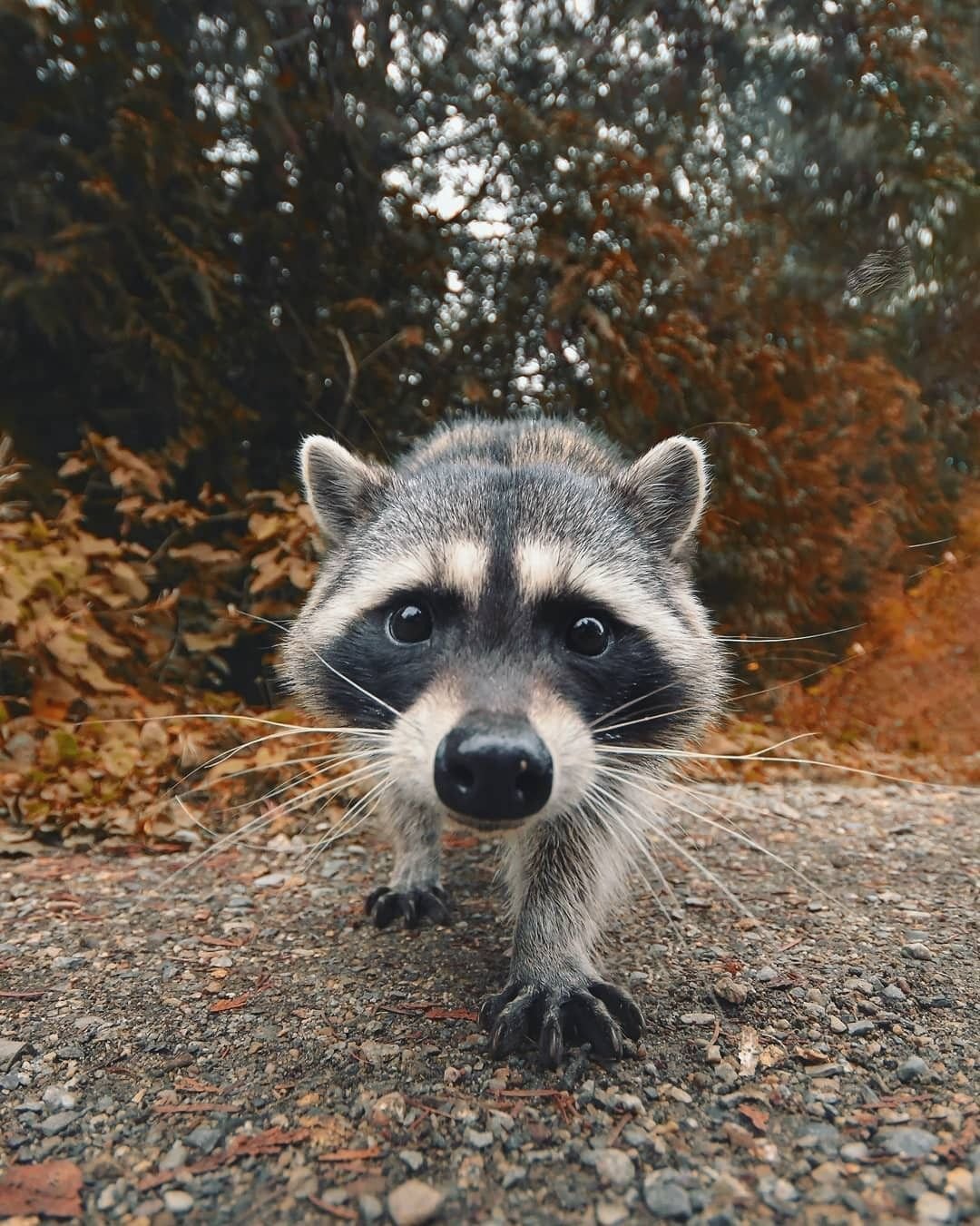 Полоскун енот Енотович