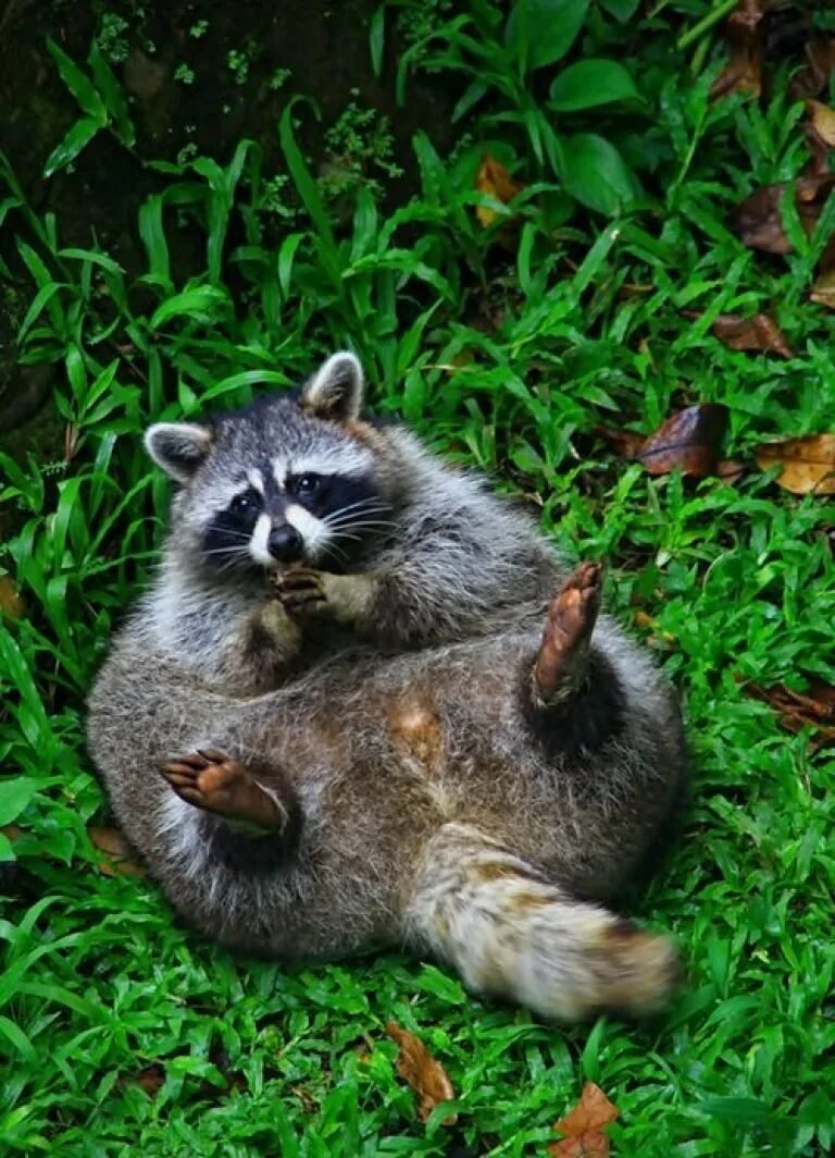 Енот полоскун толстый