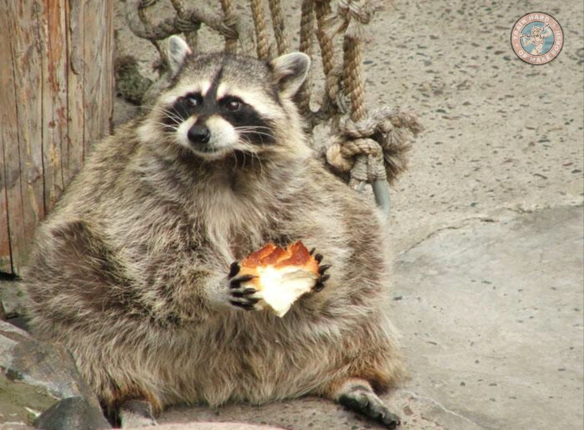 Енот полоскун жирный